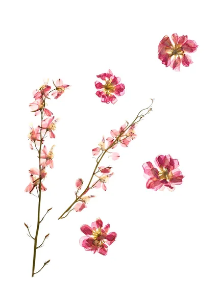 Dried Pressed Flowers White Background — Stock Photo, Image