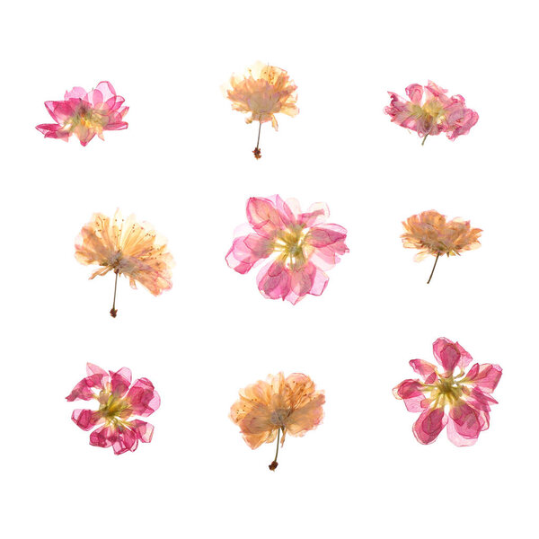 Dried pressed flowers on white background