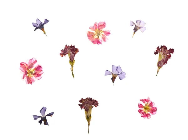 Dried Pressed Flowers White Background — Stock Photo, Image