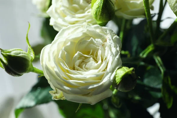 Bouquet Beautiful Fresh Roses Room Closeup — Stock Photo, Image