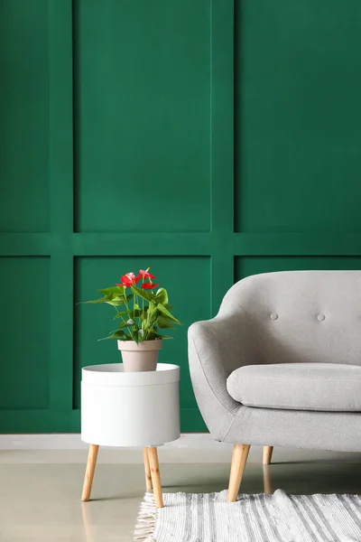 Anthurium flower in pot on table and armchair in room with color wall