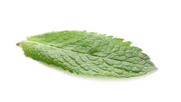 Hoja Menta Orgánica Sobre Fondo Blanco — Foto de Stock