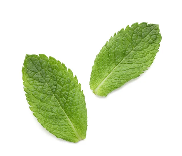 Organic Mint Leaves White Background — Stock Photo, Image