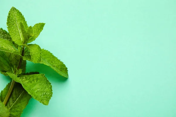 Menta Fresca Sobre Fondo Color — Foto de Stock