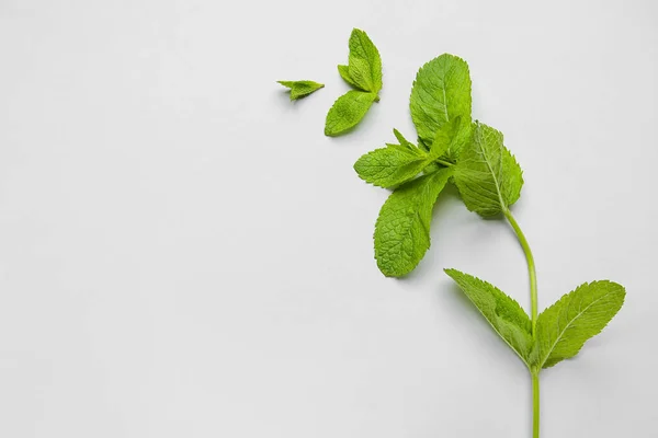 Menta Fresca Sobre Fondo Claro — Foto de Stock