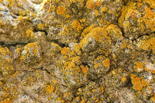 Textura Musgo Amarillo Sobre Piedra — Foto de Stock