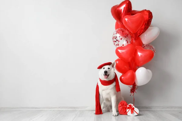 White dog with beret, scarf and balloons sitting near light wall. Valentine's Day celebration