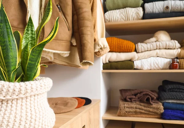 Houseplant Shelf Wardrobe Warm Clothes Closeup — Stock Photo, Image