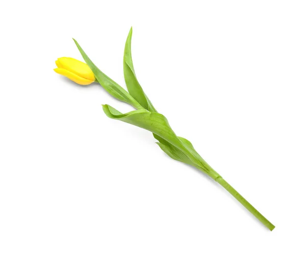 Yellow Tulip Isolated White Background — Stock Photo, Image