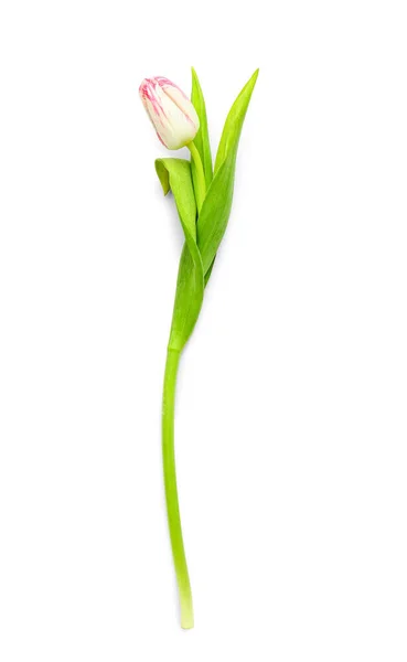 Delicate Tulip Isolated White Background — Stock Photo, Image