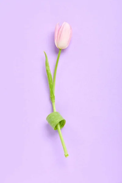 Beautiful Tulip Flower Lilac Background — Stock Photo, Image