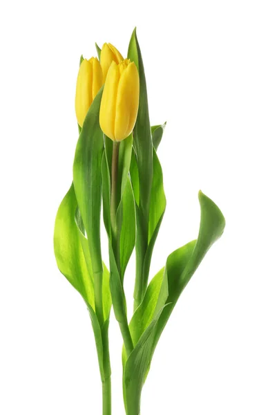 Žluté Tulipány Bílém Pozadí Detailní Záběr — Stock fotografie