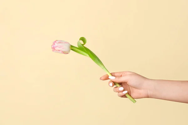 Жіноча Рука Красивою Квіткою Тюльпанів Кольоровому Фоні Крупним Планом — стокове фото