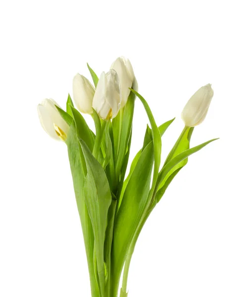 Bouquet Beautiful Tulip Flowers White Background Closeup — Stock Photo, Image