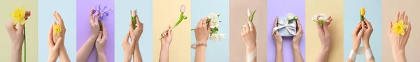 Kolekcja Kobiecych Rąk Różnymi Wiosennymi Kwiatami Tle Koloru — Zdjęcie stockowe