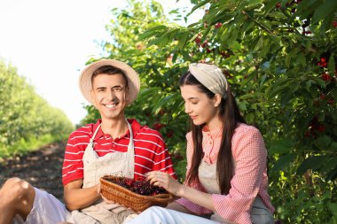 Bahçede kırmızı kirazlı hasır sepeti tutan genç çift yaz günü