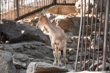 Markhor (Capra fakoneri) zoolojik bahçede
