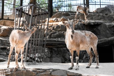 Markhor (Capra fakoneri) zoolojik bahçede