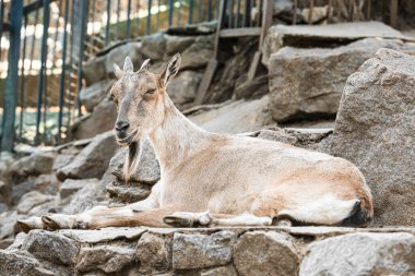 Markhor (Capra fakoneri) zoolojik bahçede