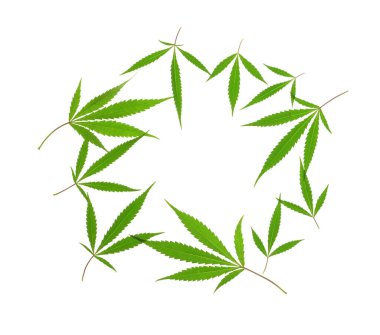 Beyaz arkaplanda esrar yapraklarından yapılmış çerçeve