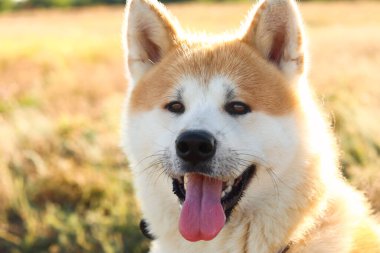 Komik Akita Inu köpeği dışarıda, yakın plan.