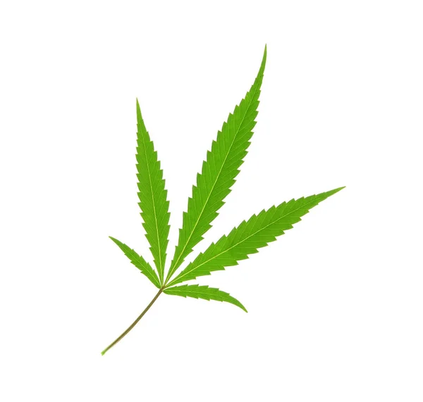 Folha Cannabis Fundo Branco — Fotografia de Stock