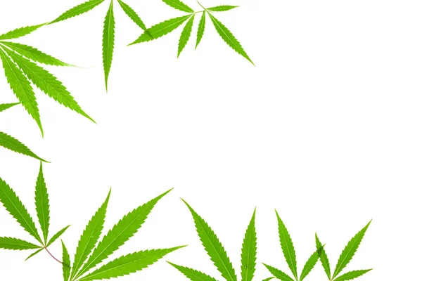 Hojas Cannabis Sobre Fondo Blanco —  Fotos de Stock