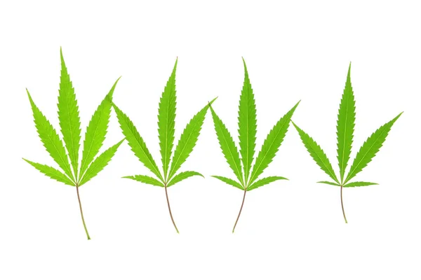 Foglie Cannabis Sfondo Bianco — Foto Stock