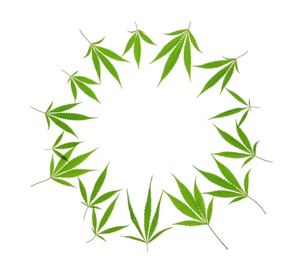 Quadro Feito Folhas Cannabis Fundo Branco — Fotografia de Stock