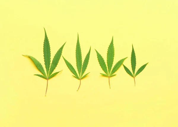 Folhas Cannabis Fundo Amarelo — Fotografia de Stock