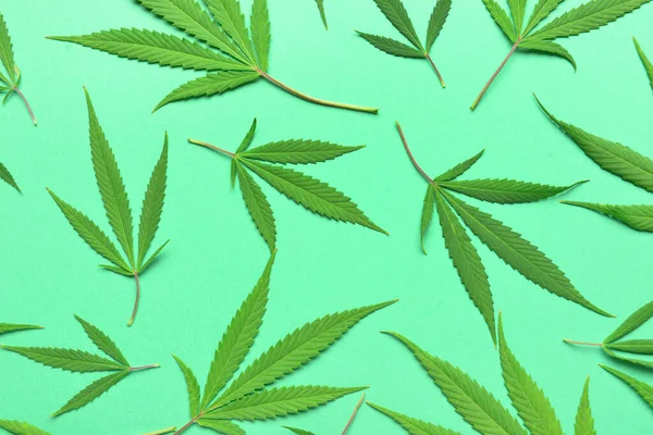 Cannabis Lämnar Grön Bakgrund — Stockfoto