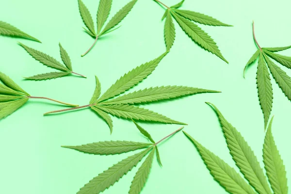 Hojas Cannabis Sobre Fondo Verde —  Fotos de Stock