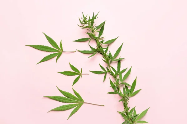 Cannabis Bush Green Leaves Pink Background — Stock Photo, Image