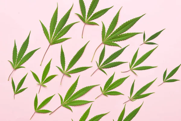Hojas Cannabis Sobre Fondo Rosa —  Fotos de Stock