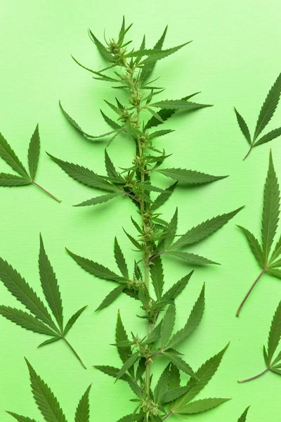 Cannabis Busch Auf Grünem Hintergrund — Stockfoto