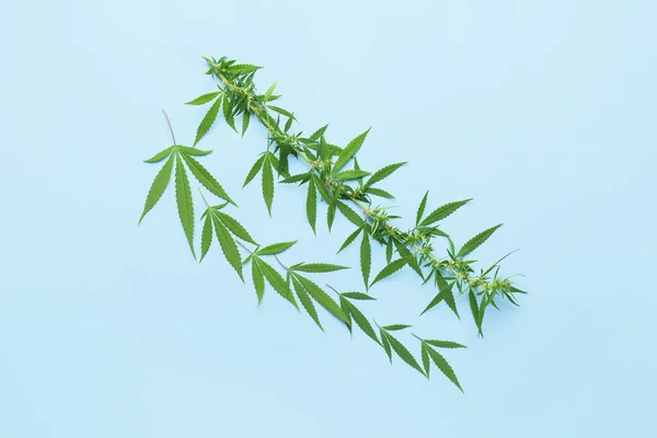 Cannabis Buske Med Gröna Blad Blå Bakgrund — Stockfoto