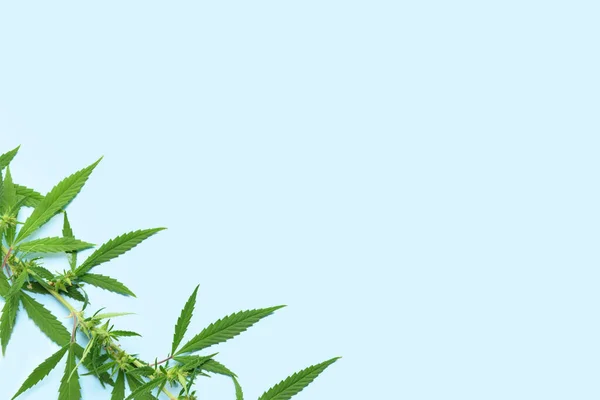 Cannabis Buske Blå Bakgrund Närbild — Stockfoto