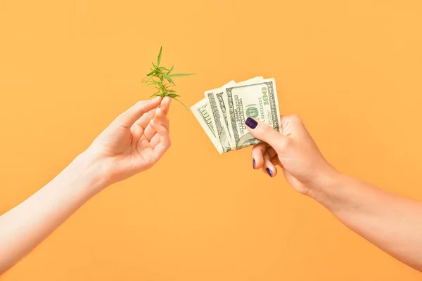 Mãos Femininas Com Arbusto Cannabis Notas Dólar Sobre Fundo Verde — Fotografia de Stock