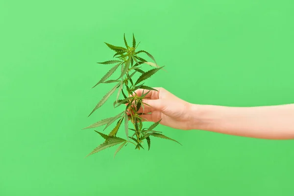 Kvinnlig Hand Med Cannabis Buske Grön Bakgrund — Stockfoto