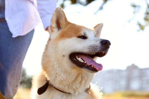 Lustiger Akita Inu Hund Mit Herrchen Freien Nahaufnahme — Stockfoto
