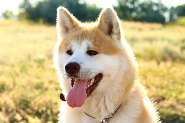 Cão Akita Inu Engraçado Livre Close — Fotografia de Stock