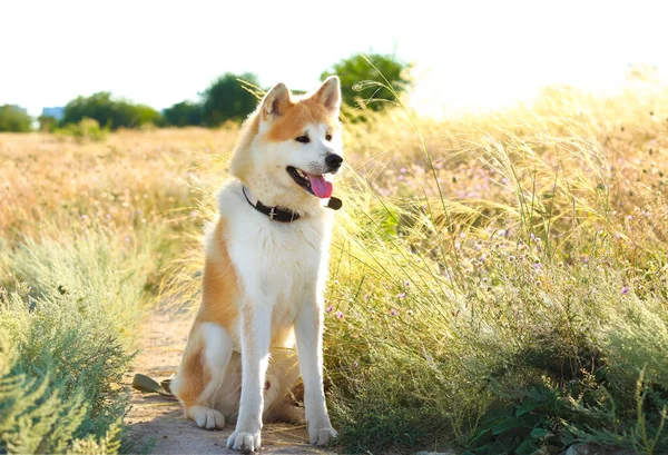 Zabawny Pies Akita Inu Siedzi Zewnątrz — Zdjęcie stockowe