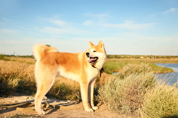 Vicces Akita Inu Kutya Sétál Szabadban — Stock Fotó