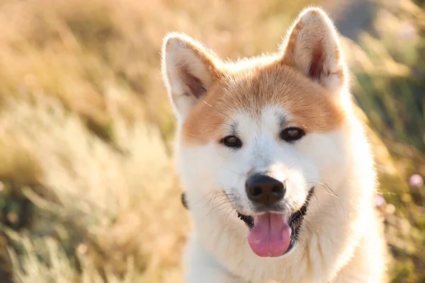 Cute Pies Akita Inu Spacerze Świeżym Powietrzu Zbliżenie — Zdjęcie stockowe