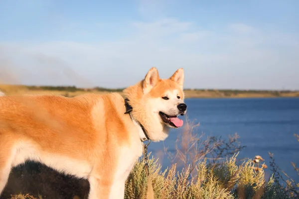 Śmieszny Pies Akita Inu Pobliżu Rzeki Słoneczny Dzień — Zdjęcie stockowe