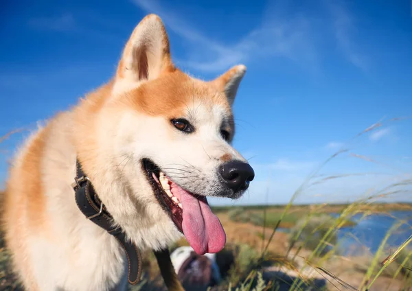 Aranyos Akita Inu Kutya Séta Szabadban Közelről — Stock Fotó