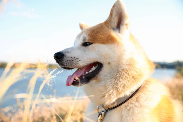 Cute Pies Akita Inu Spacerze Świeżym Powietrzu Zbliżenie — Zdjęcie stockowe