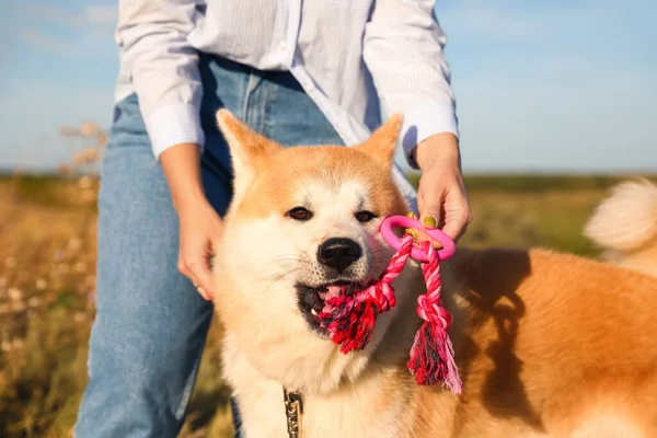 おもしろい秋田犬おもちゃとオーナーアウトドア クローズアップ — ストック写真