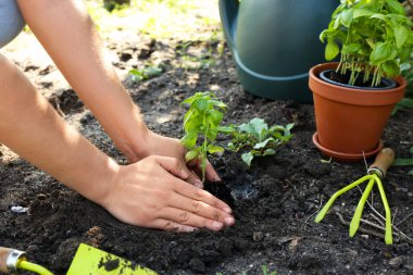 Fesleğen eken kadın bahçıvan, yakın plan.