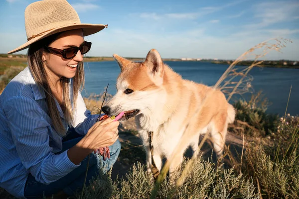 Funny Akita Inu Dog Playing Toy Owner Outdoors — Stock Photo, Image